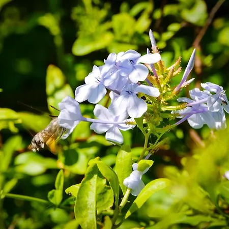 La Bergerie Du Chateau De * Fitou